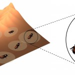 Cyborg roaches to the rescue! Biobots could map collapsed buildings for emergency responders